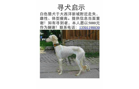 白色猎犬于11月3日在北京朝阳区望京大西洋新城附近走失