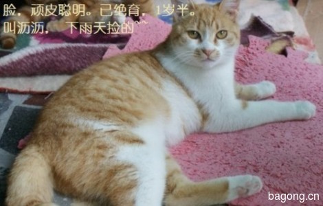 求助的小猫咪找长居上海人领养哦1