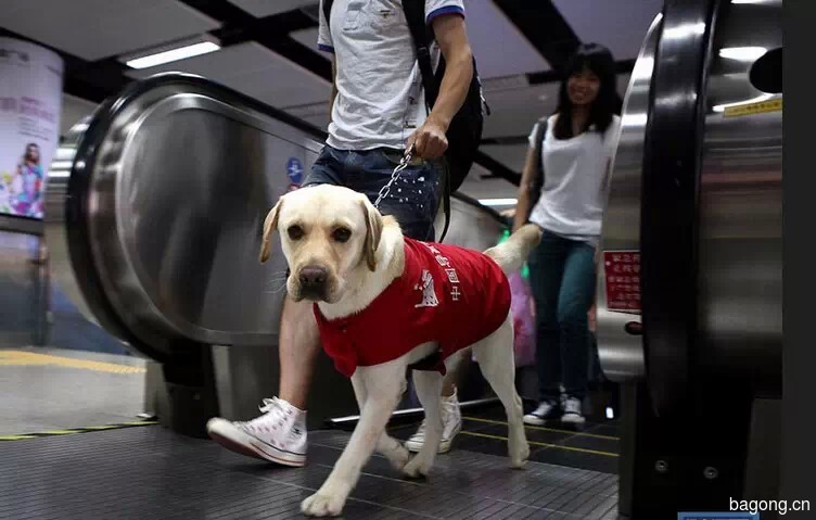 【没有拒绝】5.1起导盲犬可坐地铁上火车啦！ 3