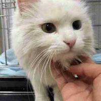 免费赠送萌萌猫咪