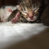 新出生小奶猫一窝，求领养
