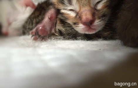 新出生小奶猫一窝，求领养0