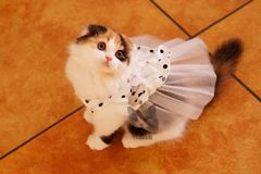 ：高低折耳猫