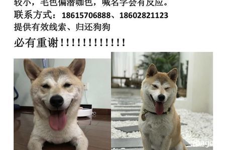 寻狗启示，狗狗名字；Meaty【米...