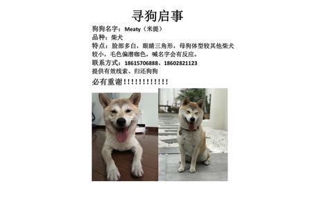 寻狗启示，狗狗名字；Meaty【米...