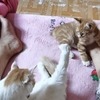 一白猫（母）、一橘猫（公）求领养