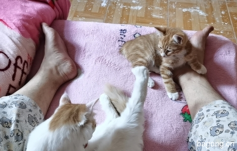 一白猫（母）、一橘猫（公）求领养0