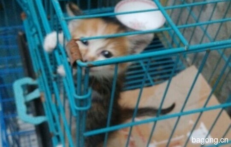 【苏州领养】被人丢在医院门口的三花大美猫找新家2