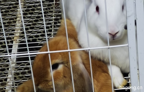 我有俩只兔崽子待领养1