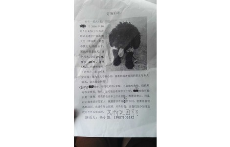 家有一爱犬于2016年10月5日上午...