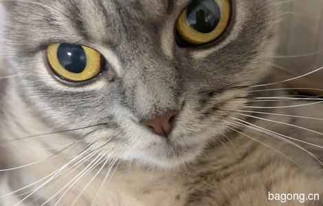 猫咪找个好人家1