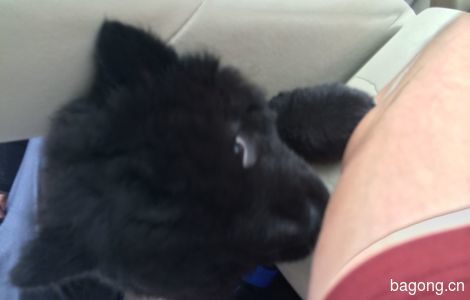 小黑熊犬，4月大，要搬家求领养0
