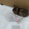 两只小猫咪求领养。