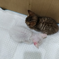 两只小猫咪求领养。
