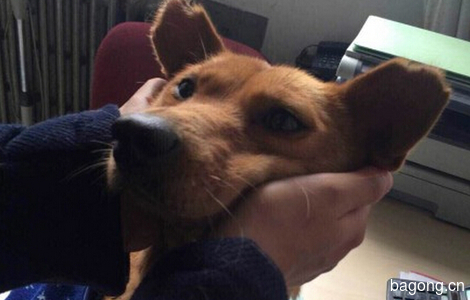 救助站在学校里刚刚救的可怜狗狗 求个北京稳定温暖的家0