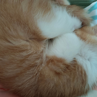 三个月的小橘猫