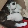 五只刚出生两个月的小猫无偿赠送