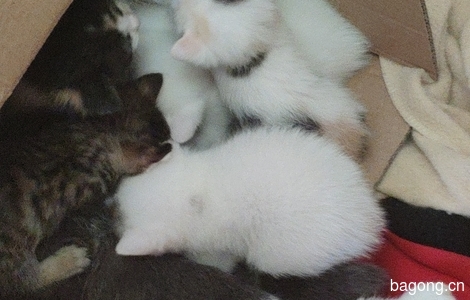 五只刚出生两个月的小猫无偿赠送0