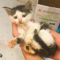 两只小奶猫来找个好人家