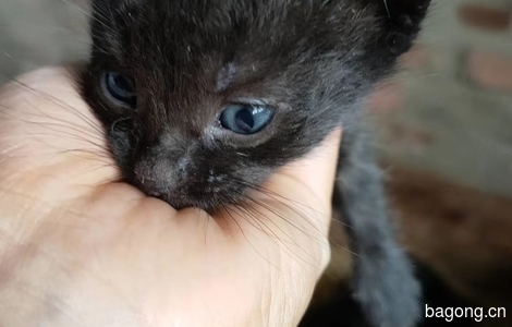 送养黑色小猫三只0