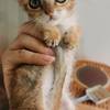 自家猫生的小猫免费送