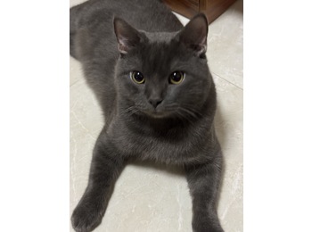 已绝育蓝猫找领养