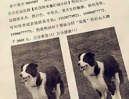 #2万元寻爱犬#爱犬MoMo于本年3月...