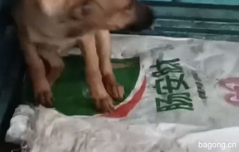 我给一只马犬找一个会发财的人家3