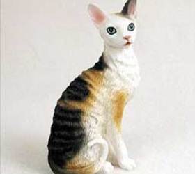 柯尼斯卷毛猫|康沃耳帝王猫|帝王猫