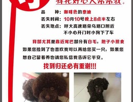 寻狗启示，品种；咖啡色泰迪，丢...