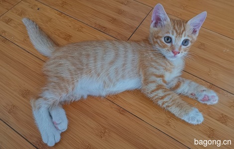 两只出生两个月大橘猫免费送了（已领养完）1