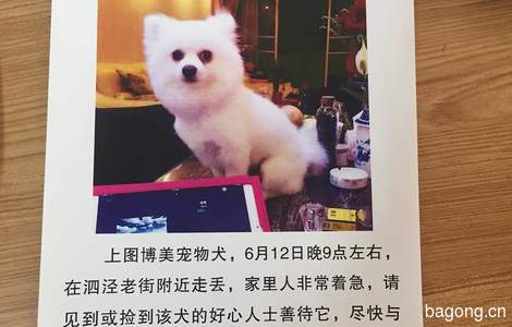 上图博美宠物犬，6月12日晚9点左...