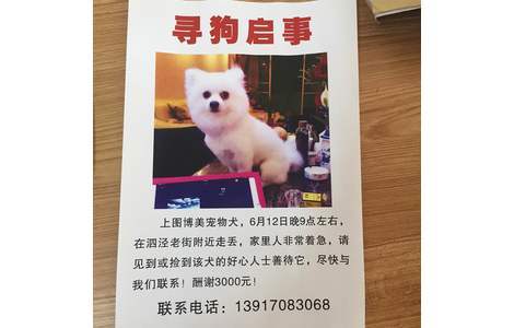 上图博美宠物犬，6月12日晚9点左...