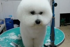 茉莉宠物乐园2