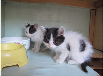 黑白小双奶猫求领养