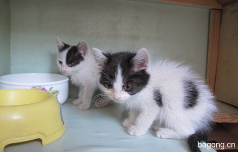 黑白小双奶猫求领养0