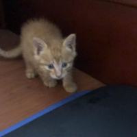 刚捡到的小橘猫，大概一个月大，想领养的联系我