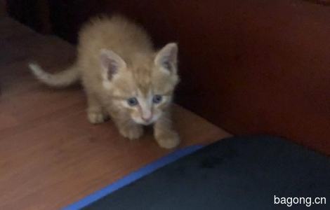 刚捡到的小橘猫，大概一个月大，想领养的联系我0