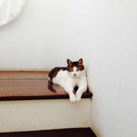 南京法国友人猫咪寻领养