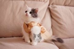 ：高低折耳猫