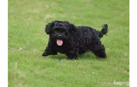 一万五千元寻爱犬；10月24日晚间...