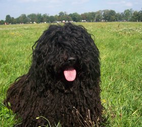 波利犬|匈牙利波利犬,波利牧羊犬