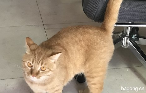 干净帅气大橘猫希望遇到一个爱猫人士领养0