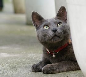 柯拉特猫|考拉特猫|呵叻猫|银猫