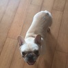 法斗狗狗于8月15日下午6点20左右...