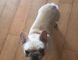 法斗狗狗于8月15日下午6点20左右...