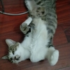 目前救助了2只流浪猫，希望好心人收养，已经驱虫了