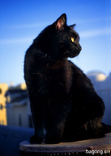 教您快速辨别猫星人品种！！！14