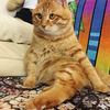 我家爱猫，姓名，阿乐，于5月6日...