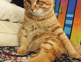 我家爱猫，姓名，阿乐，于5月6日...